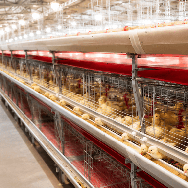 H Frame Broiler Cage Automatic Hot Dipped Galvanized Steel Multi Tier Poultry Farming Equipment Large Commercial House