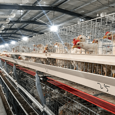 H Frame Broiler Cage Automatic Hot Dipped Galvanized Steel Multi Tier Poultry Farming Equipment Large Commercial House
