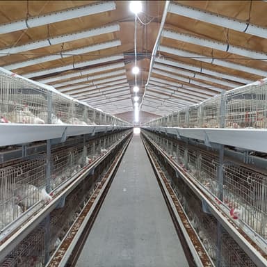 Automatic Broiler Chicken Cage H Frame System Hot Dipped Galvanized Steel 3-4 Tier Feeding Drinking Manure Removal Poultry Farm