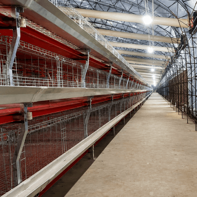 H Frame Broiler Cage Automatic Hot Dipped Galvanized Steel Multi Tier Poultry Farming Equipment Large Commercial House