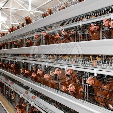 H Frame Layer Cage Hot Dipped Galvanized Steel Battery Cage System For Layer Hen 128-200 Birds With Automatic Farm Equipment
