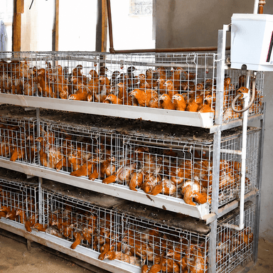 Automatic Broiler Chicken Cage H Frame System Hot Dipped Galvanized Steel 3-4 Tier Feeding Drinking Manure Removal Poultry Farm