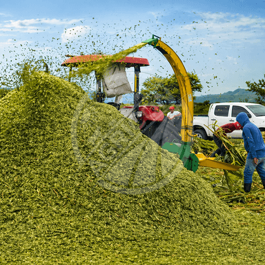 High Discharge Chaff Cutter Auto Feeding Stainless Steel Blades 5 Ton/h Capacity Electric/diesel Farm Use Silage Feed