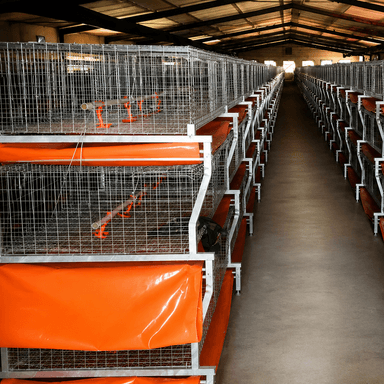 H Frame Broiler Cage Automatic Hot Dipped Galvanized Steel Multi Tier Poultry Farming Equipment Large Commercial House