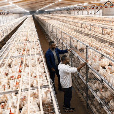 Automatic Broiler Chicken Cage H Frame System Hot Dipped Galvanized Steel 3-4 Tier Feeding Drinking Manure Removal Poultry Farm