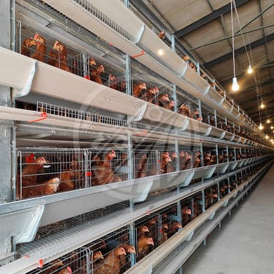 H Frame Layer Cage Hot Dipped Galvanized Steel Battery Cage System For Layer Hen 128-200 Birds With Automatic Farm Equipment