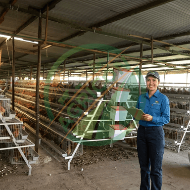128 Capacity 4 Tier 4 Doors Layer Cage For Chicken Farm Automatic Egg Collecting