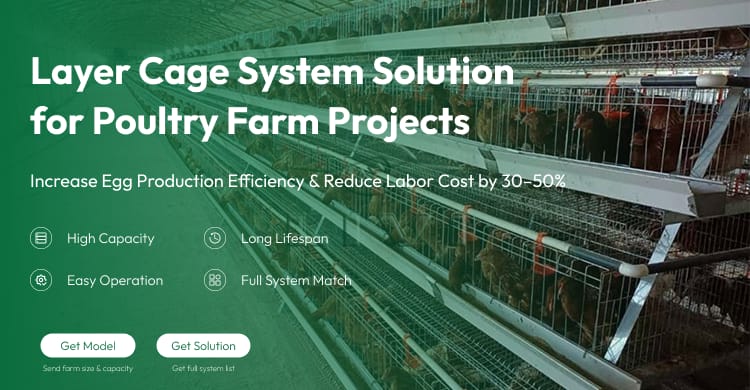 128 Capacity 4 Tier 4 Doors Layer Cage For Chicken Farm Automatic Egg Collecting