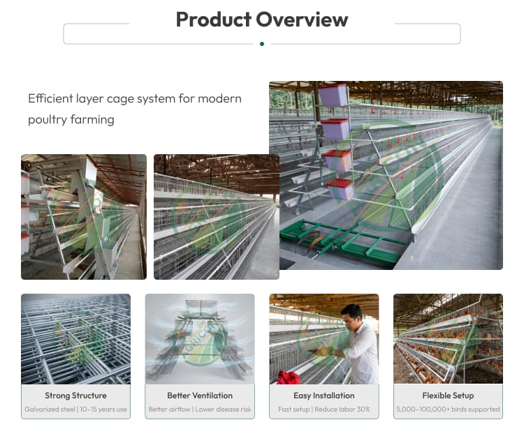 128 Capacity 4 Tier 4 Doors Layer Cage For Chicken Farm Automatic Egg Collecting