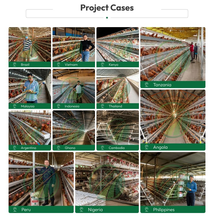 128 Capacity 4 Tier 4 Doors Layer Cage For Chicken Farm Automatic Egg Collecting