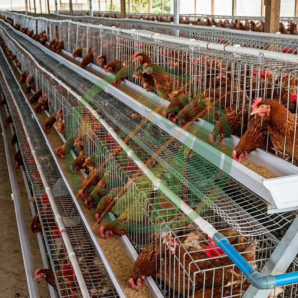 New 48 Capacity Half Set Chicken Layer Cage High Quality Poultry Farming Equipment Small Farm Use Egg Laying Hens Battery Cage