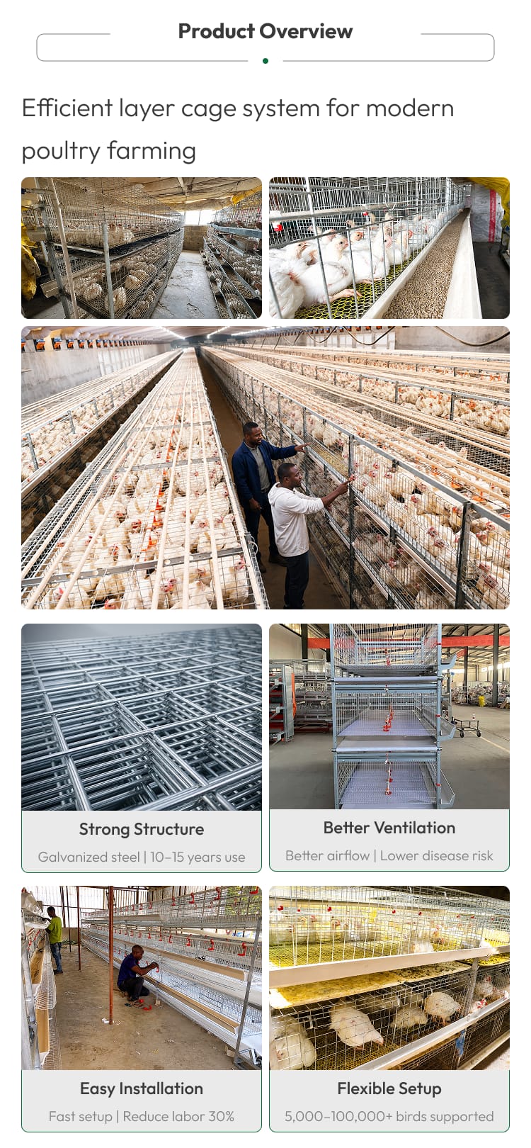 Automatic Broiler Chicken Cage H Frame System Hot Dipped Galvanized Steel 3-4 Tier Feeding Drinking Manure Removal Poultry Farm