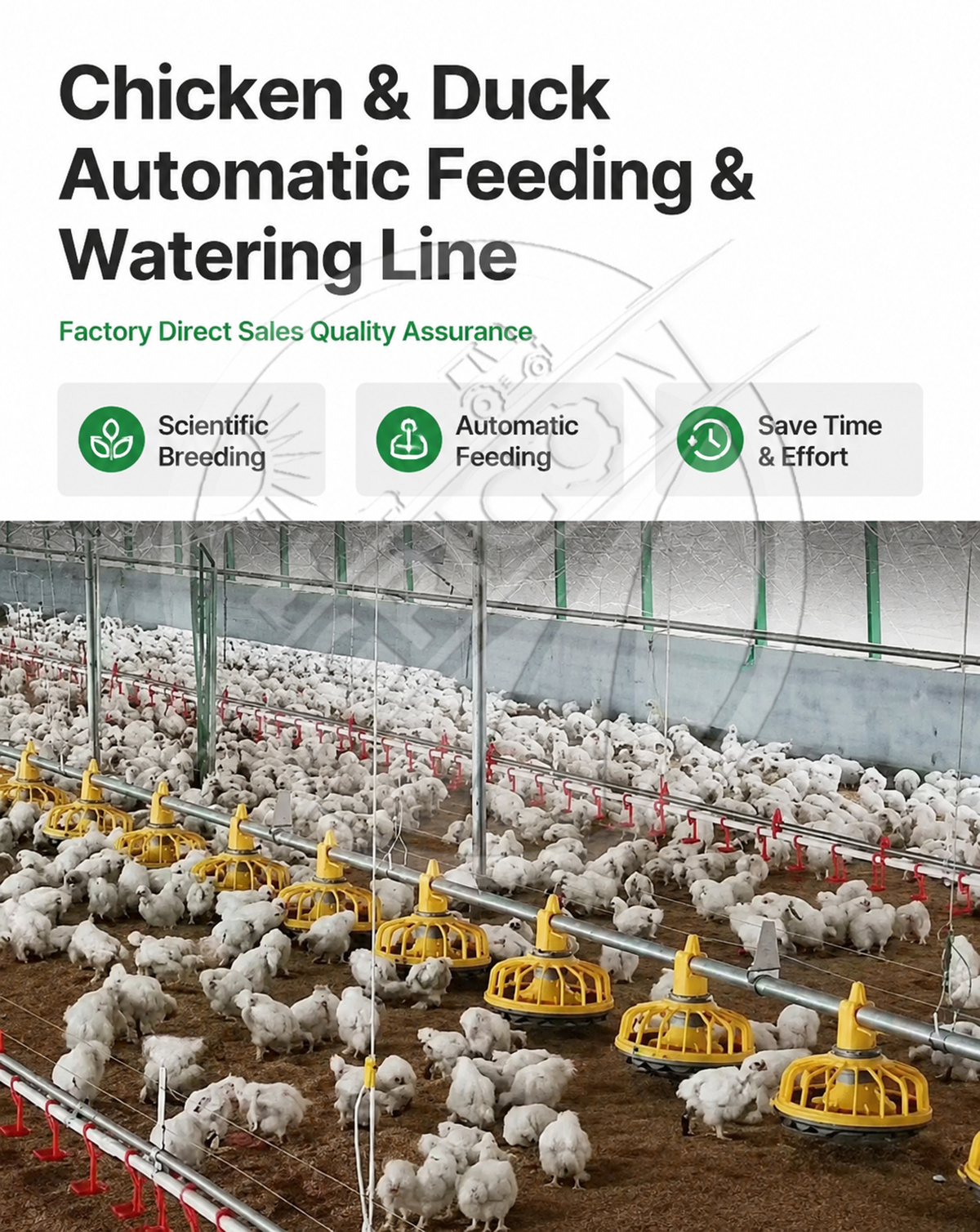New Full-automatic Poultry Feeding Line System Pan Feeder Nipple Drinker Environment Controlled For Broiler Chicken Farm