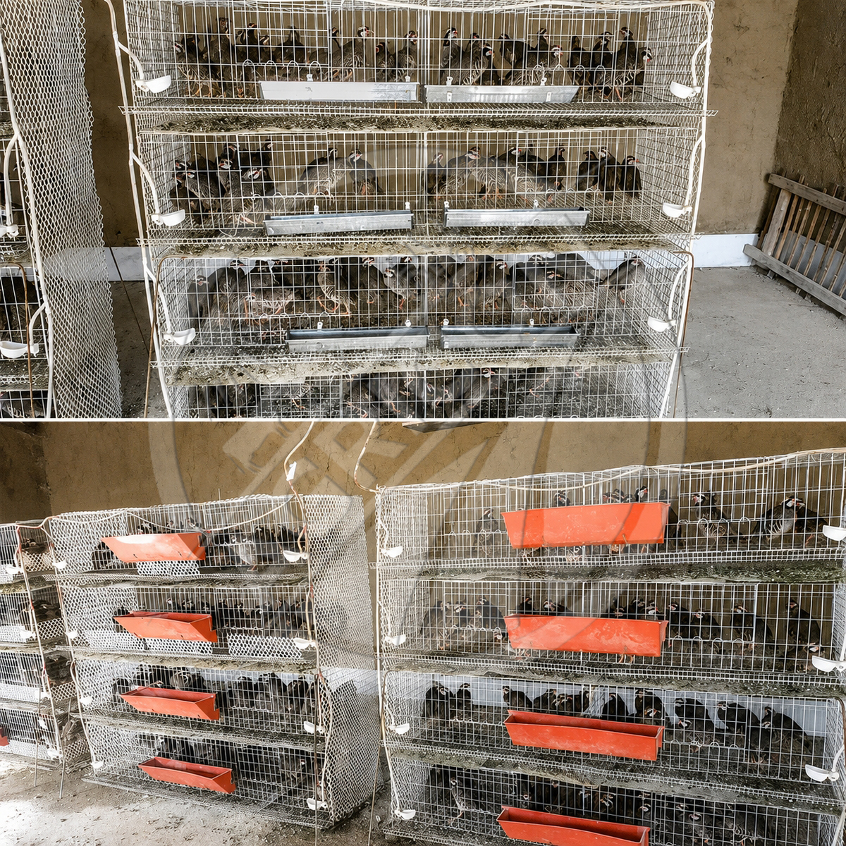 New Automatic Quail Cage Multi Tier Galvanized Steel Breeding Cage With Feeder And Drinker For Quail Farm