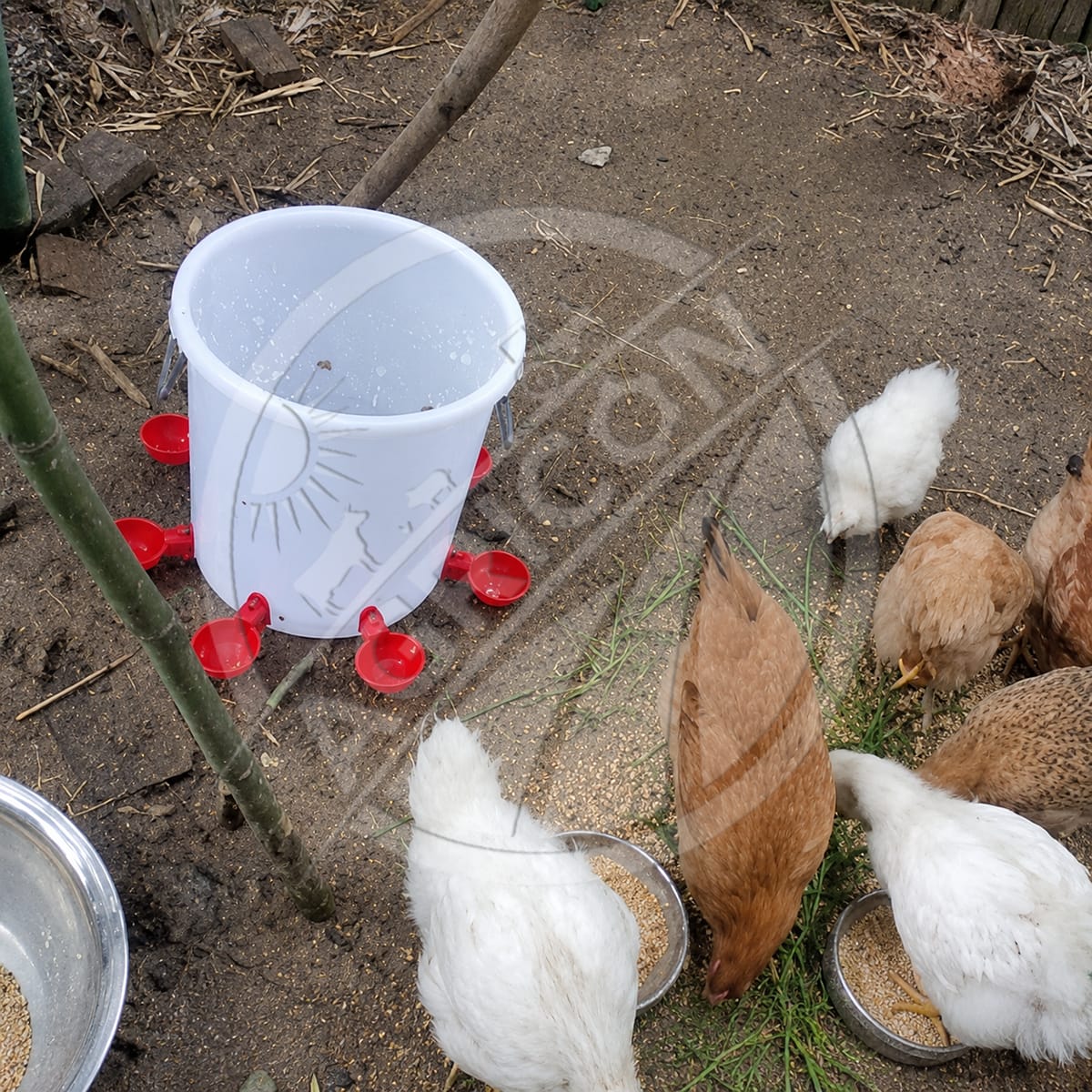 Automatic Chicken Drinking Bowl Gravity Flow Poultry Water Cup With Valve For Chicken Duck Pigeon Farm Water Supply
