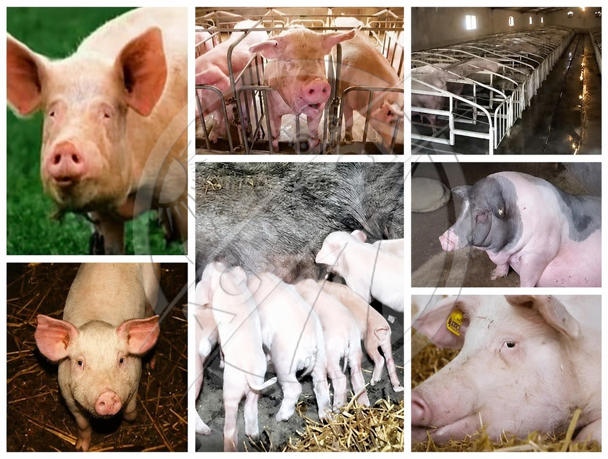 Farrowing Crate Hot Dip Galvanized Steel Sow Pig Gestation Birthing Farrowing Pen For Pig Farm Piglet Protection