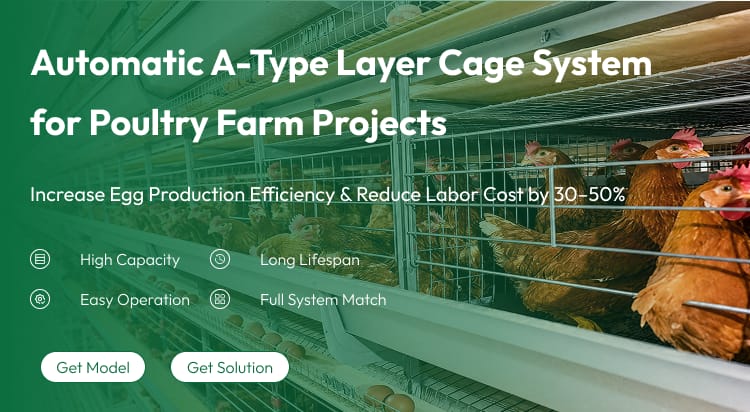 H Frame Layer Cage Hot Dipped Galvanized Steel Battery Cage System For Layer Hen 128-200 Birds With Automatic Farm Equipment
