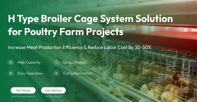 New H Frame Broiler Cage Automatic Hot Dipped Galvanized Steel Multi Tier Poultry Farming Equipment Large Commercial House