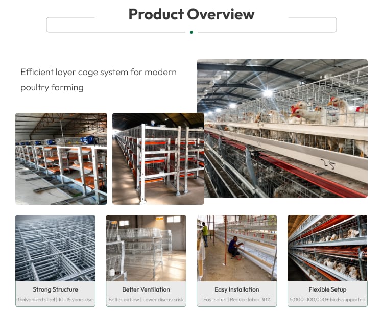 New H Frame Broiler Cage Automatic Hot Dipped Galvanized Steel Multi Tier Poultry Farming Equipment Large Commercial House