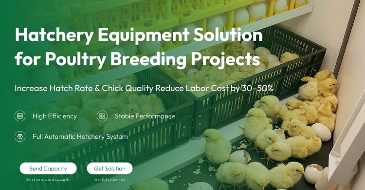Hatcher Incubator Equipment Fully Automatic Egg Incubator For Poultry Emu High Hatching Rate Stainless Steel Construction