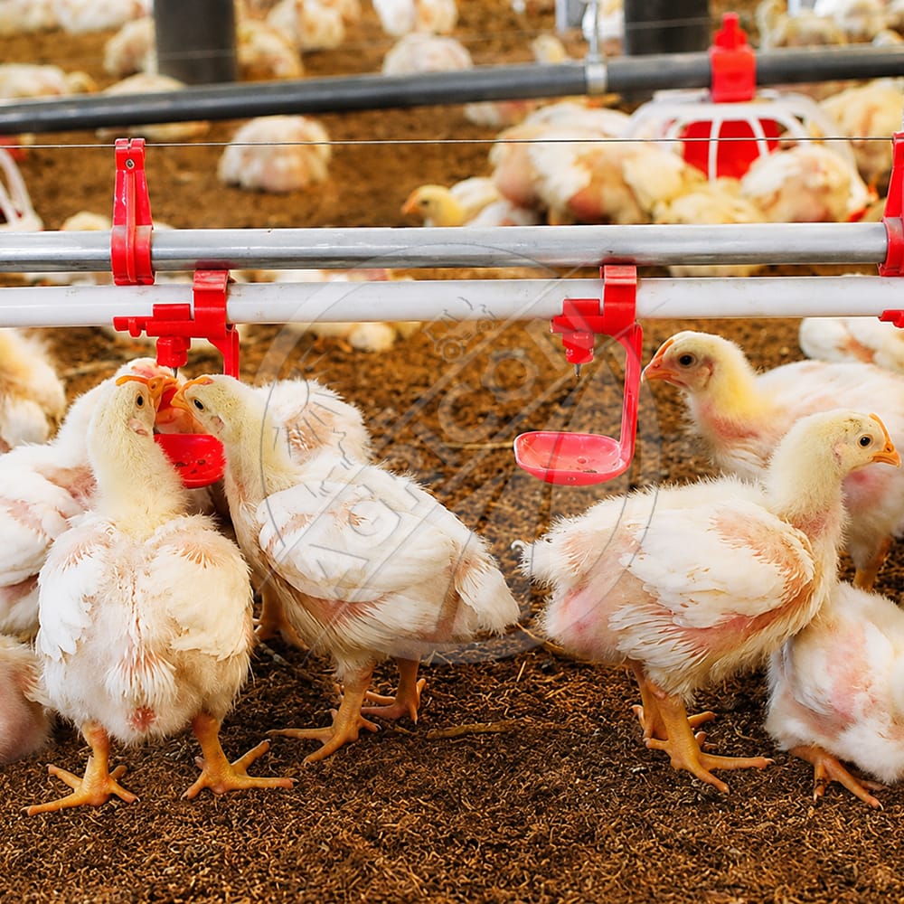 New Automatic Poultry Drinking Cup Nipple Drinker Plastic Water-saving Environmental Protection Chicken Drinking Cups Cage Water