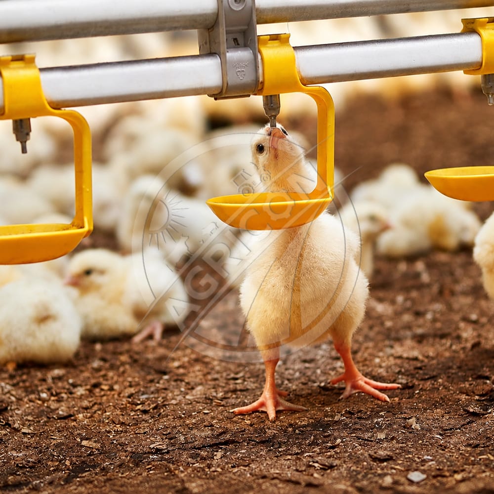 New Automatic Poultry Drinking Cup Nipple Drinker Plastic Water-saving Environmental Protection Chicken Drinking Cups Cage Water