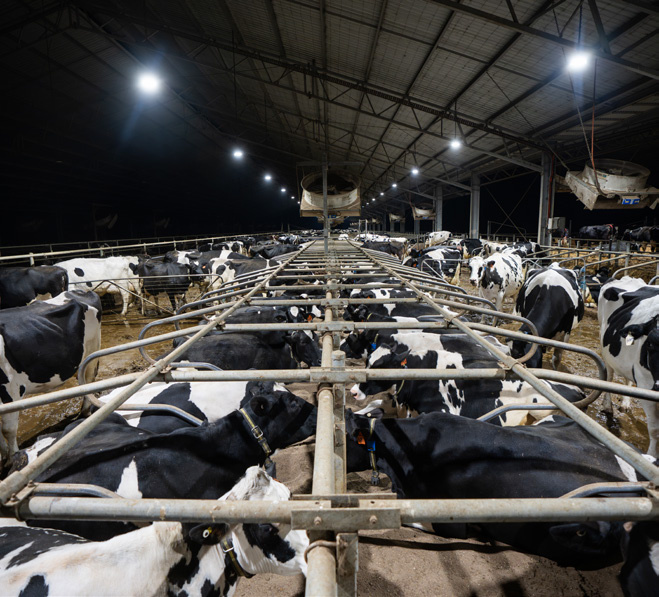 Cattle Fence Supply for Africa supporting photo 1