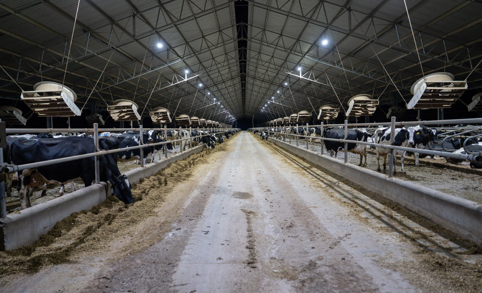 Cattle Fence Supply for Africa