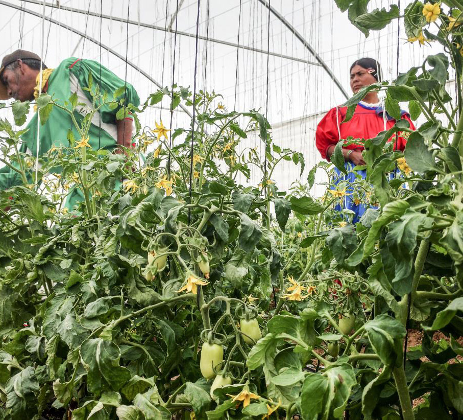 Ecuador Greenhouse Project supporting photo 2