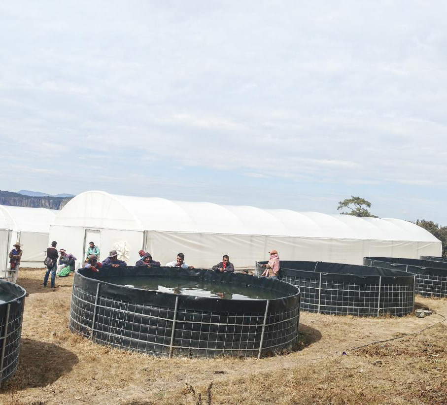 Ecuador Greenhouse Project supporting photo 3