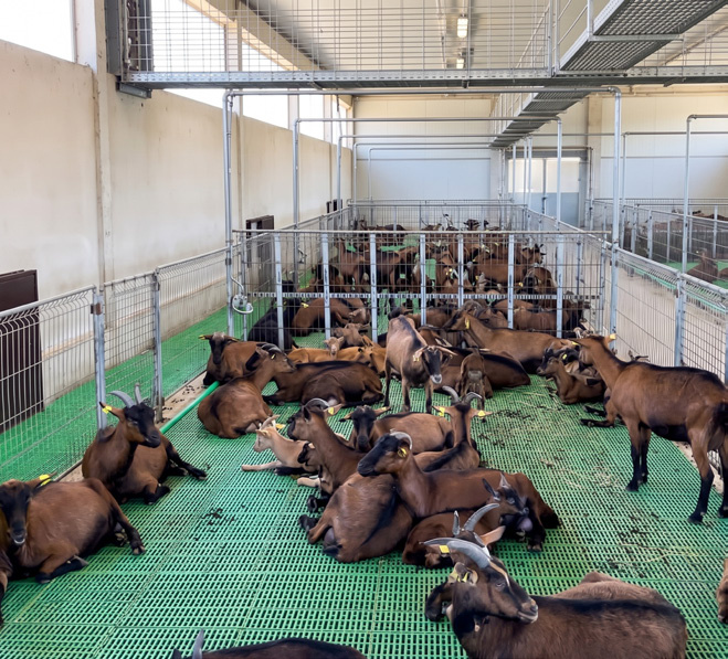 Indonesia Goat Pen Project supporting photo 1