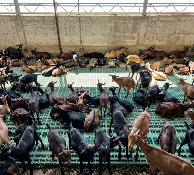 Indonesia Goat Pen Project supporting photo 2