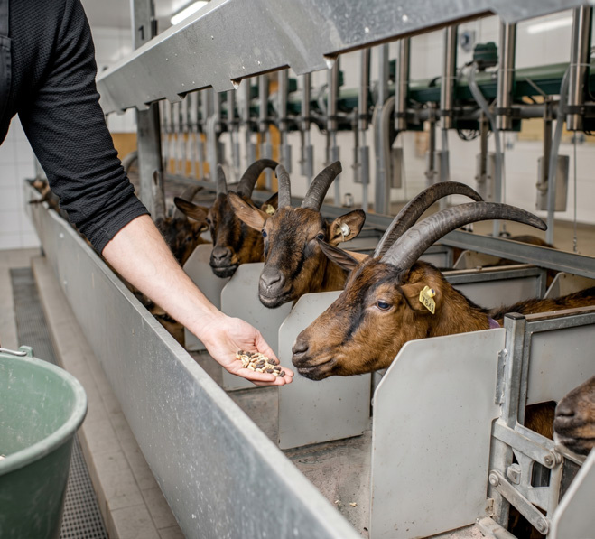 Indonesia Goat Pen Project supporting photo 3