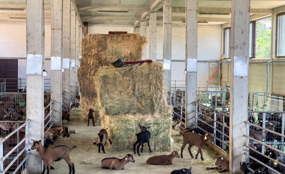 Indonesia Goat Pen Project