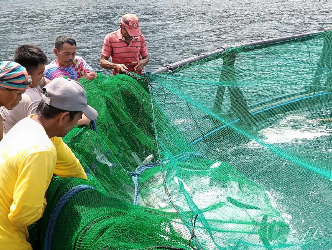 Philippines Fish Cage Farm Support supporting photo 1