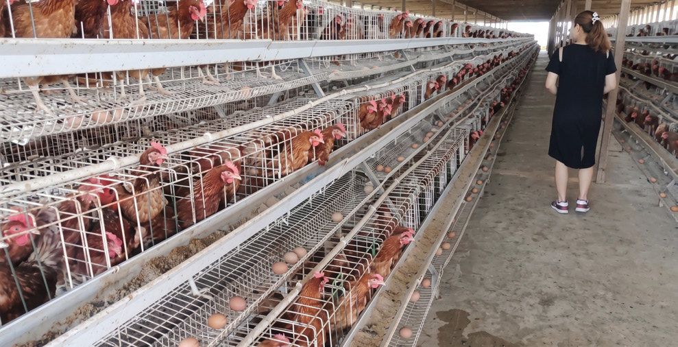 Tanzania Layer Farm Project