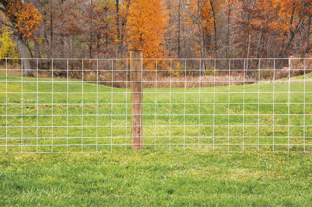 Cattle Fence