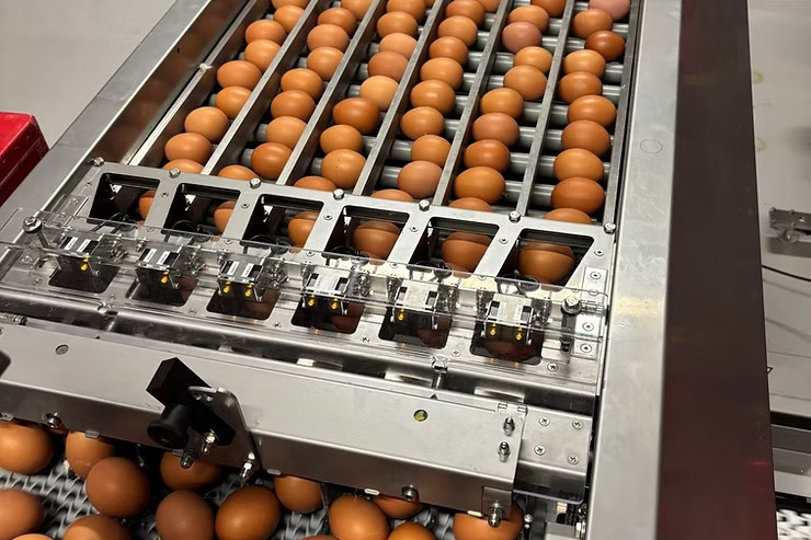 Egg Counting Machine