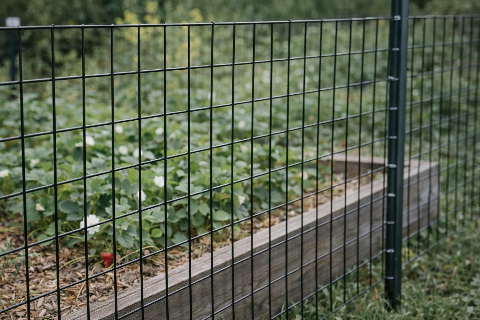 Welded Wire Mesh